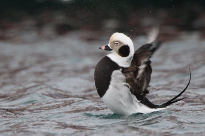 Long-tailed Duck, Batsfjord, Norway