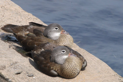 Mandarin Duck (juveniles), Balloch, Clyde