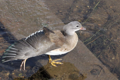 Mandarin Duck (juvenile), Balloch, Clyde