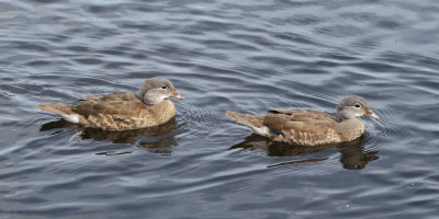 Mandarin Duck (juveniles), Balloch, Clyde