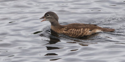 Mandarin Duck (juvenile), Balloch, Clyde