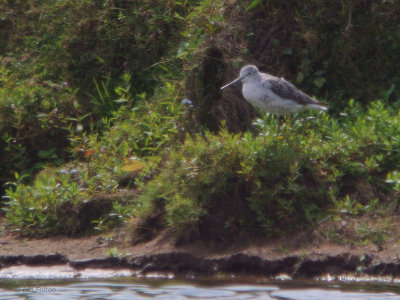 Greenshank, Ring Point-RSPB Loch Lomond, Clyde