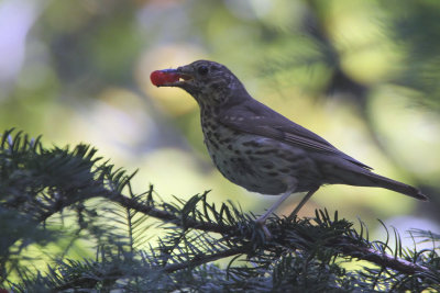 Song Thrush with Yew berries, Dalzell Woods, Clyde