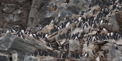 Common Guillemots, Hornøya Island, Norway