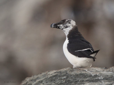 Razorbill, Hornøya Island, Norway