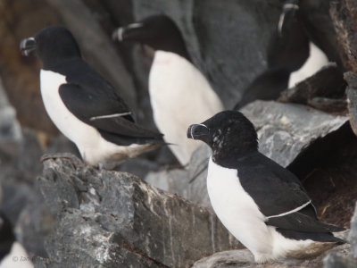 Razorbill, Hornøya Island, Norway