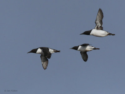 Common Guillemots, Hornøya Island, Norway