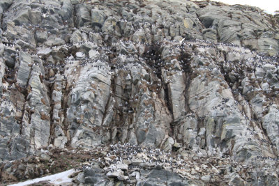 The Hornøya Island cliffs, Norway