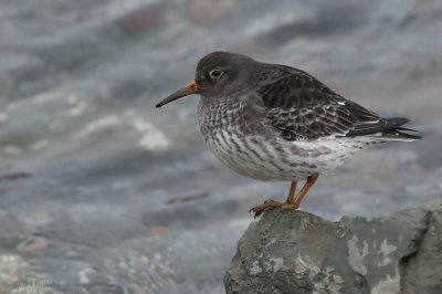 Purple Sandpiper, Batsfjord, Norway