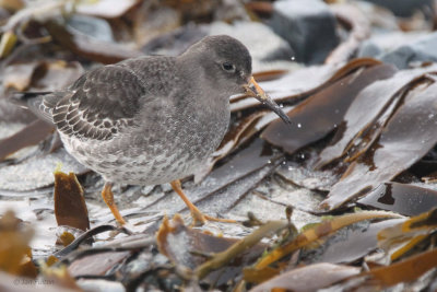 Purple Sandpiper, Vardo, Norway