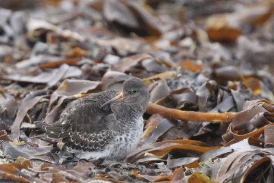 Purple Sandpiper, Vardo, Norway