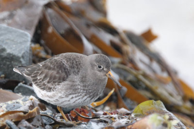 Purple Sandpiper, Vardo, Norway