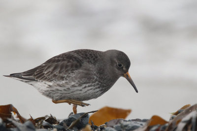 Purple Sandpiper, Vardo, Norway
