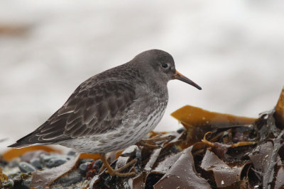 Purple Sandpiper, Vardo, Norway