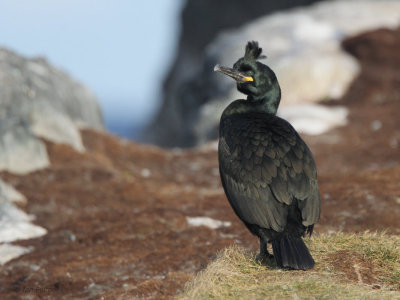 Shag, Hornøya Island, Norway
