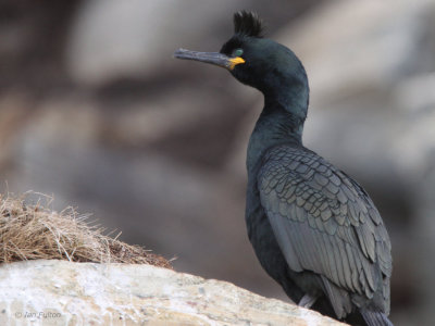 Shag, Hornøya Island, Norway