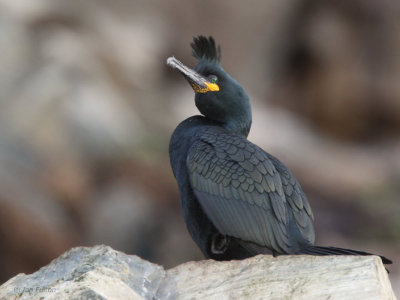 Shag, Hornøya Island, Norway