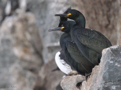 Shag, Hornøya Island, Norway
