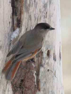 Siberian Jay, Kuusamo area, Finland