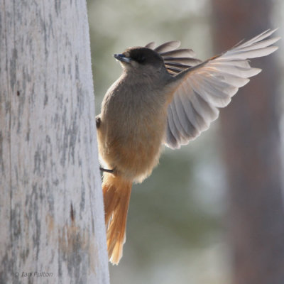 Siberian Jay, Kuusamo area, Finland