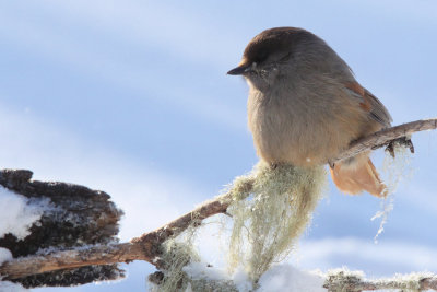 Siberian Jay, Kuusamo area, Finland