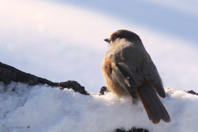 Siberian Jay, Kuusamo area, Finland
