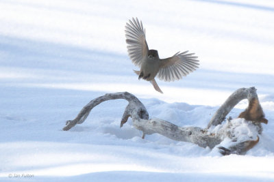 Siberian Jay, Kuusamo area, Finland