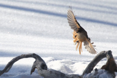 Siberian Jay, Kuusamo area, Finland