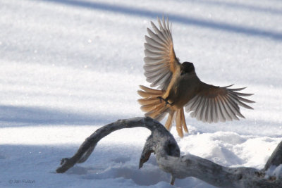 Siberian Jay, Kuusamo area, Finland