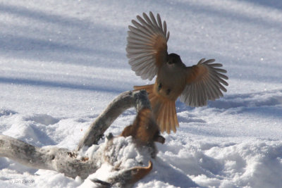 Siberian Jay, Kuusamo area, Finland