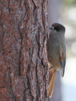 Siberian Jay, Kuusamo area, Finland