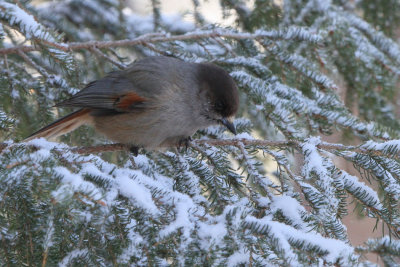 Siberian Jay, Kuusamo area, Finland