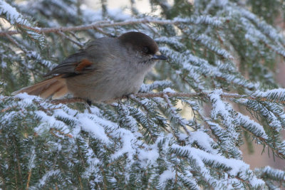 Siberian Jay, Kuusamo area, Finland