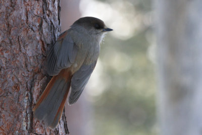 Siberian Jay, Kuusamo area, Finland