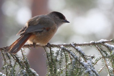 Siberian Jay, Kuusamo area, Finland