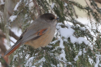 Siberian Jay, Kuusamo area, Finland