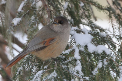 Siberian Jay, Kuusamo area, Finland