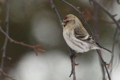 Coues Arctic Redpoll, Kaamanen, Finland