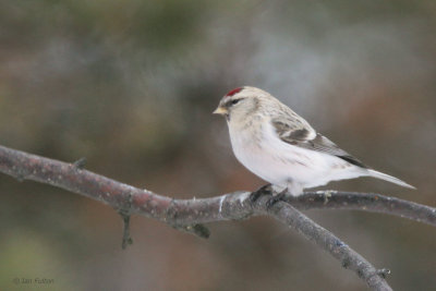 Coues Arctic Redpoll, Kaamanen, Finland