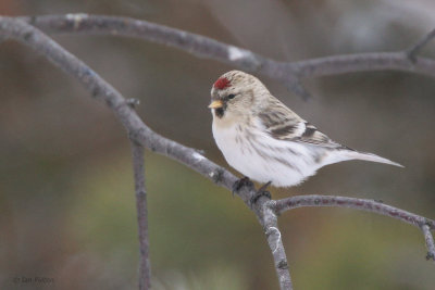 Coues Arctic Redpoll, Kaamanen, Finland