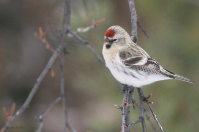 Coues Arctic Redpoll, Kaamanen, Finland