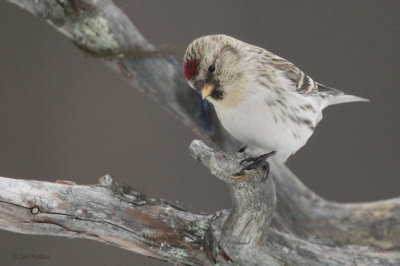 Coues Arctic Redpoll, Kaamanen, Finland