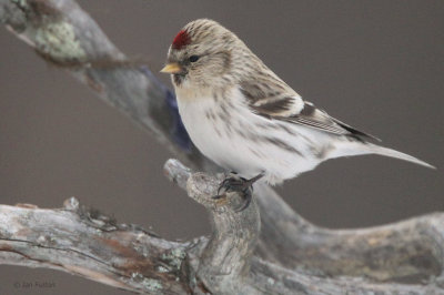 Coues Arctic Redpoll