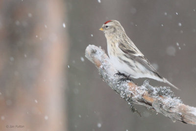 Coues Arctic Redpoll, Kaamanen, Finland