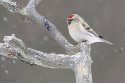 Coues Arctic Redpoll, Kaamanen, Finland