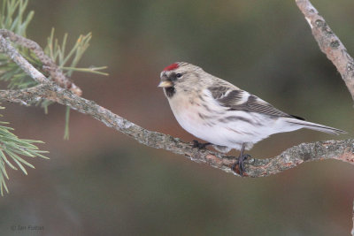 Coues Arctic Redpoll, Kaamanen, Finland