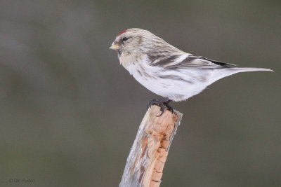 Coues Arctic Redpoll, Kaamanen, Finland