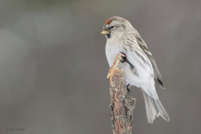 Coues Arctic Redpoll, Kaamanen, Finland