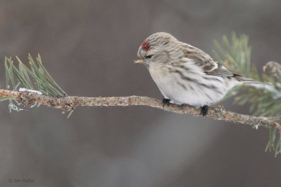Coues Arctic Redpoll, Kaamanen, Finland