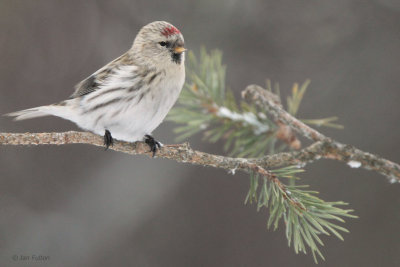 Coues Arctic Redpoll, Kaamanen, Finland